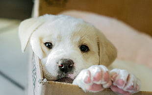 selective photography of short-coated white and brown puppy